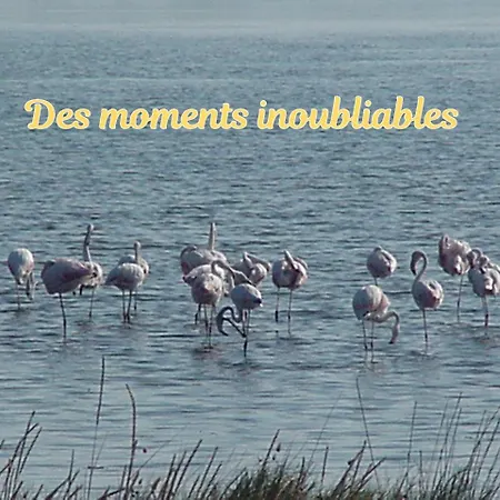 빌라 Superbe 5etoiles Presqu'ile De Giens Rita La D'or Vue Piscine 히에레