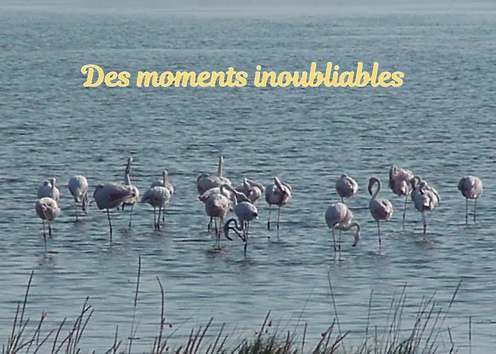 Villa Superbe 5 Etoiles Presqu'ile De Giens La Madrague Rita La D'or Vue Piscine Hyères